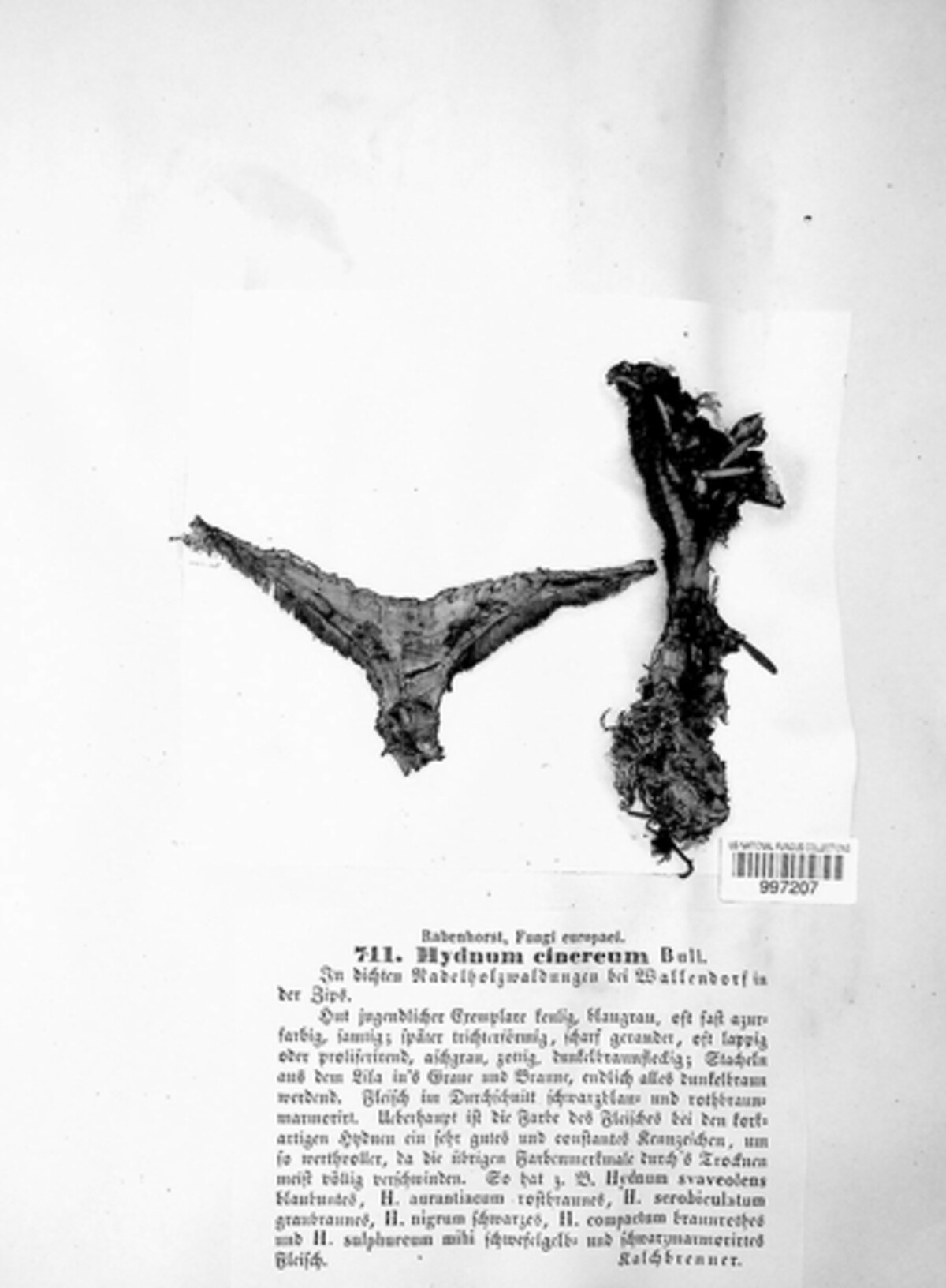 Bankera cinerea image